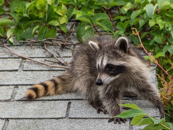Slidell Wildlife Removal