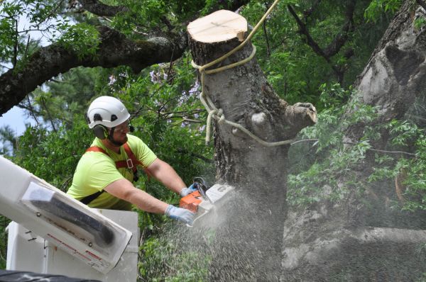 Slidell Tree Trimming
