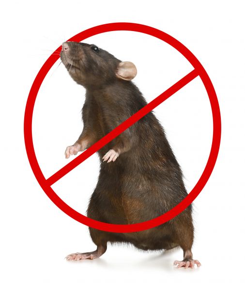 Slidell Pest Control Service